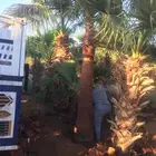 واشنطني نخيل   ابو مروحه
