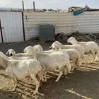 10 بفحلها ضان مشروطة