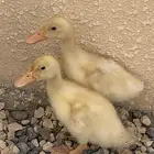 بط للبيع