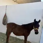 مهر خيل للبيع