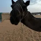 حايل للبيع