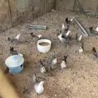 دجاج فيومي