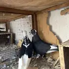 حمام غامدي قلابي