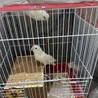 زوج روز للبيع قد انتج من قبل