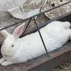 ارانب منتجه للبيع فرنسي