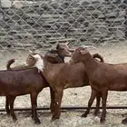 جفار دهم تأسيس مراح