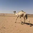بكره