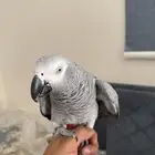 كاسكو اليف متكلم
