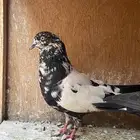 جوز بكستاني