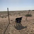 نجديه معها خروف