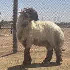 بيع الله يبارك له فحل نعيم رباع صنف