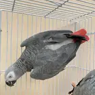 زوج كاسكو كونغو اليف مستويات طيبه