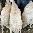 سواكني