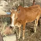 للبيع بقره دافع في 4 السن سديد البقره جدا هاديه ورعويه