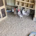 دجاج عربي افرق مقبع