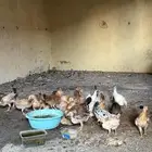 دجاج