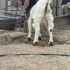 هجين بورقوت تيوس