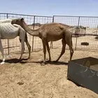 للبيع قعدان 2