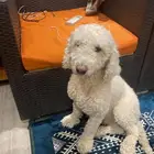 كلب بودل ستاندر بحالة ممتازة