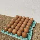 بيض دجاج لوهمان مخصب