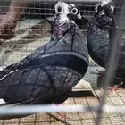 حمام