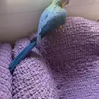 لأهل التمييز والنوادر والهدد فرخ مكاو هارلي قولد