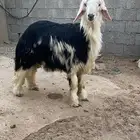 جذع نجدي فاخر