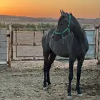 حصان فحل ( مهر )