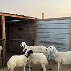حريات متابيع