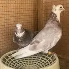 حمام قطيفي قلاب