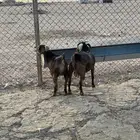 تيوس جنوبيه حمر