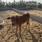 بقرة ولود تحتها حسيل