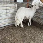 خروف حري مغلق