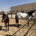 فرس تحتها مهره اول ولده لها