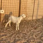 داغور تم البيع الله يبارك له