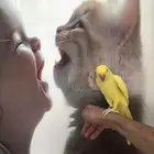 دره هولندي اليف مرره