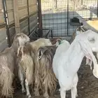 الخرج معزاء للبيع