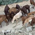 معزا بلدي   أسنان   صحه