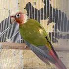 ذكر كنيور اناناس