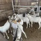 تيوس صومالي