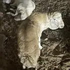 طليان تربيه شي فاخر
