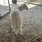 طلي صنف جذع