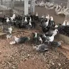 اتاا