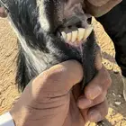 معز مضاريع