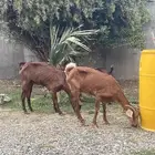 غنم للبيع والعدد 8