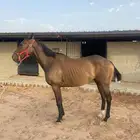 فرس انقليزيه
