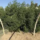 للبيع أشجار زراعية بالجملة