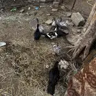 بط للبيع العدد 8