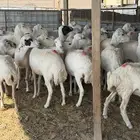 غنم رفيد. عددها30 دفيع شرط فحص سونار