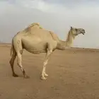 للبيع اللقحه